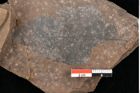 Foto (Detailsansicht) von Quercus palaeoilex Ettingshausen (NHMW-GEO-2024-0188-0941)